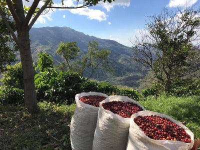 La Minita™ Viennese - Cupper's Choice Coffee