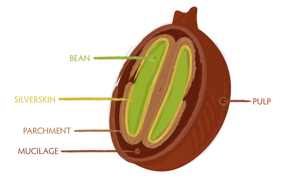 Traditional Coffee Processing Methods